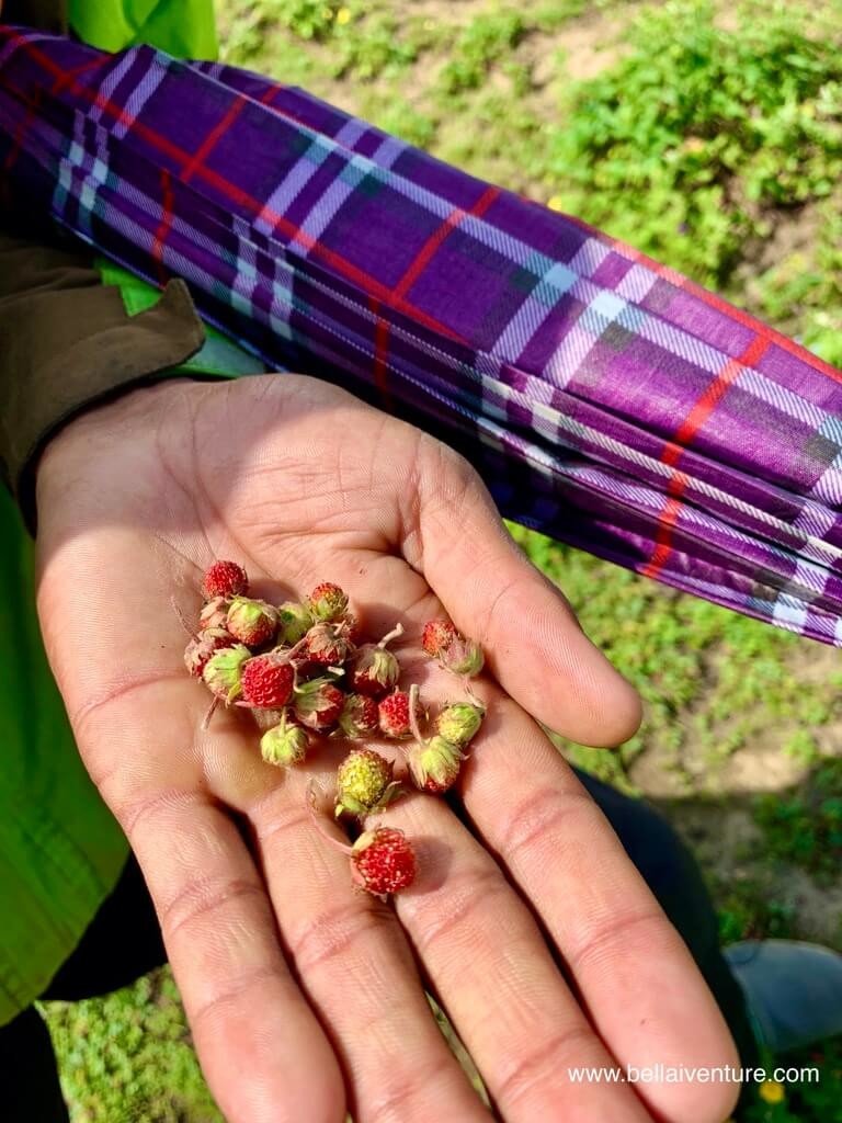 印度 India 北北印  North India 喀什米爾 Kashmir 大湖健行 trekking Kashmir Great Lakes Trek 野生莓果