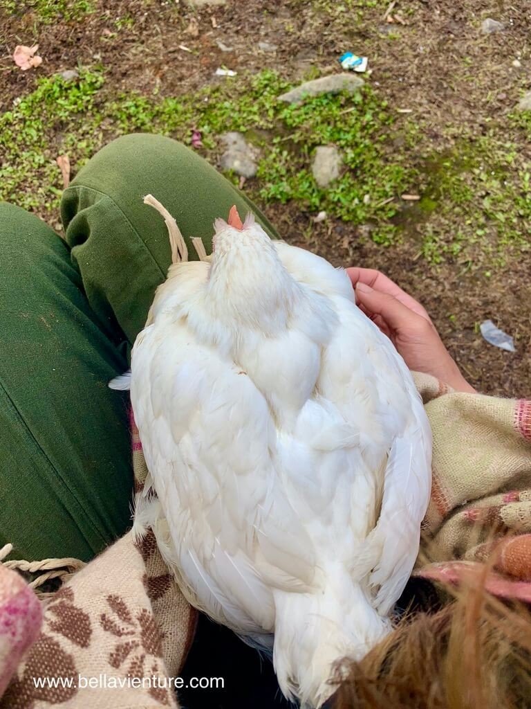 印度 india 喀什米爾 kashmir 大湖健行big lake treakking 母雞在我的腳上