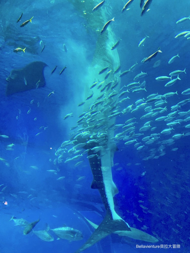 沖繩 美麗海水族館 鯨鯊餵食秀 必看