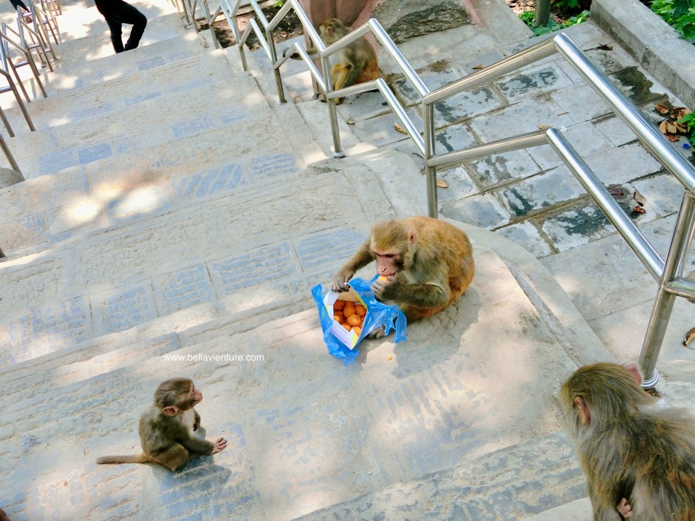 斯瓦揚布納特佛寺Swayambhunath猴廟 monkey temple 猴群 搶食物