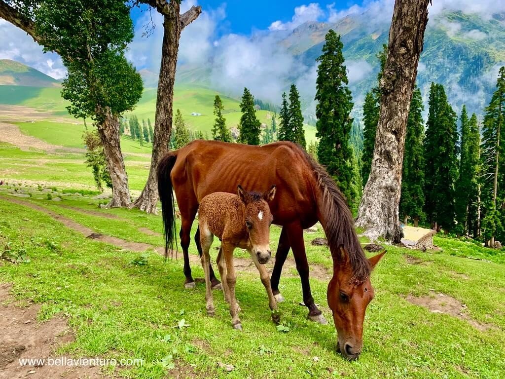 印度 India 喀什米爾 Kashmir 大湖健行 Great lake trekking 野放的馬兒