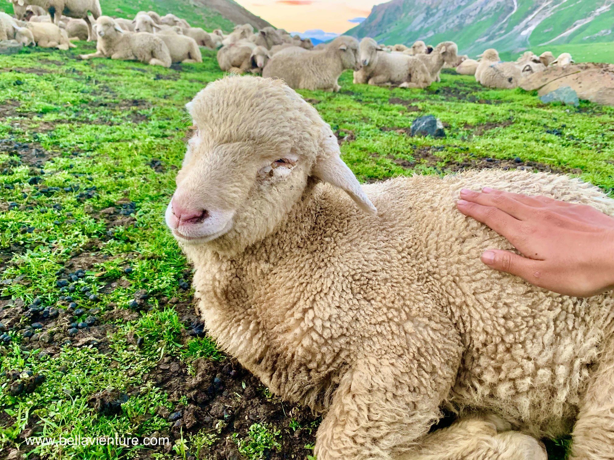 印度 India 北北印 North India 喀什米爾  Kashmir 八天七夜 健行 Nichnai Valley 溫馴的小綿羊