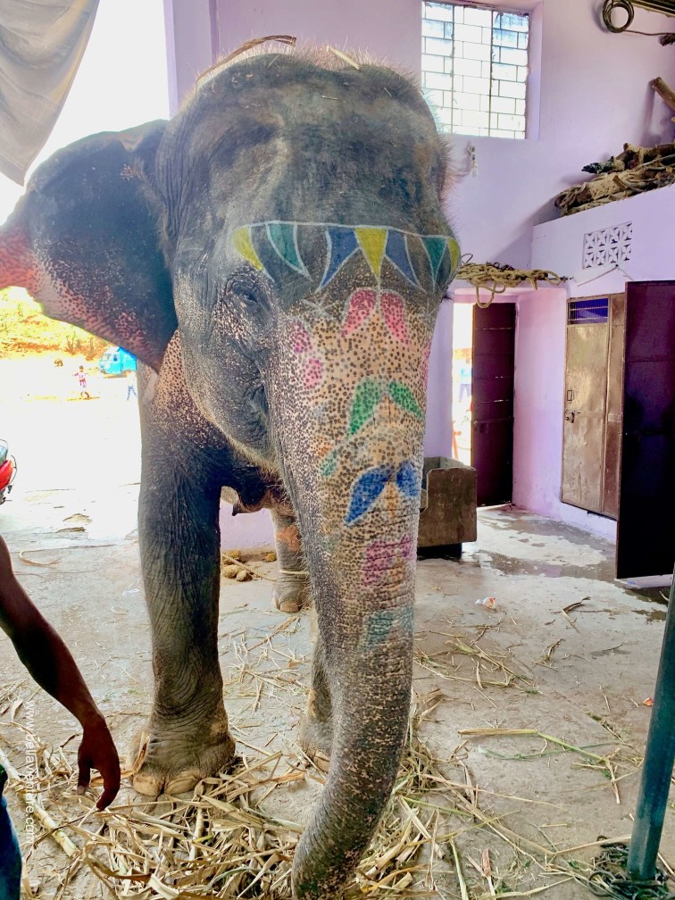 印度 india  齋浦爾 jaipur 大象之家 elephant house