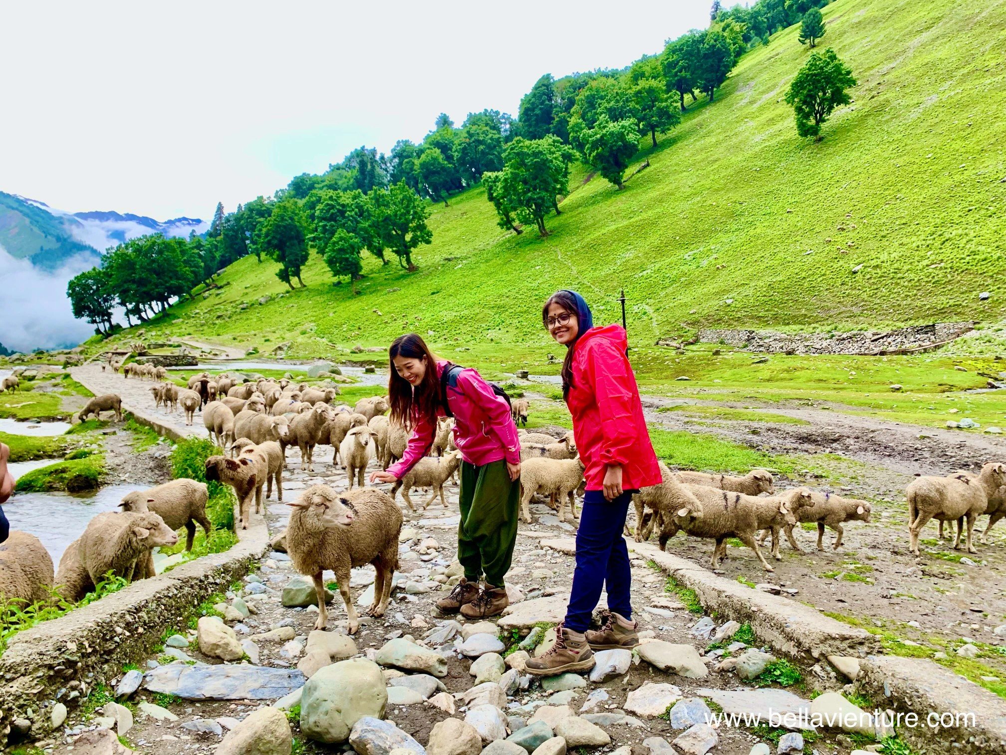 印度 India  北北印 North India 喀什米爾 Kashmir 七大湖健行 Kashmir Great Lakes Trek/ Budget trek Sonamarg 綿羊