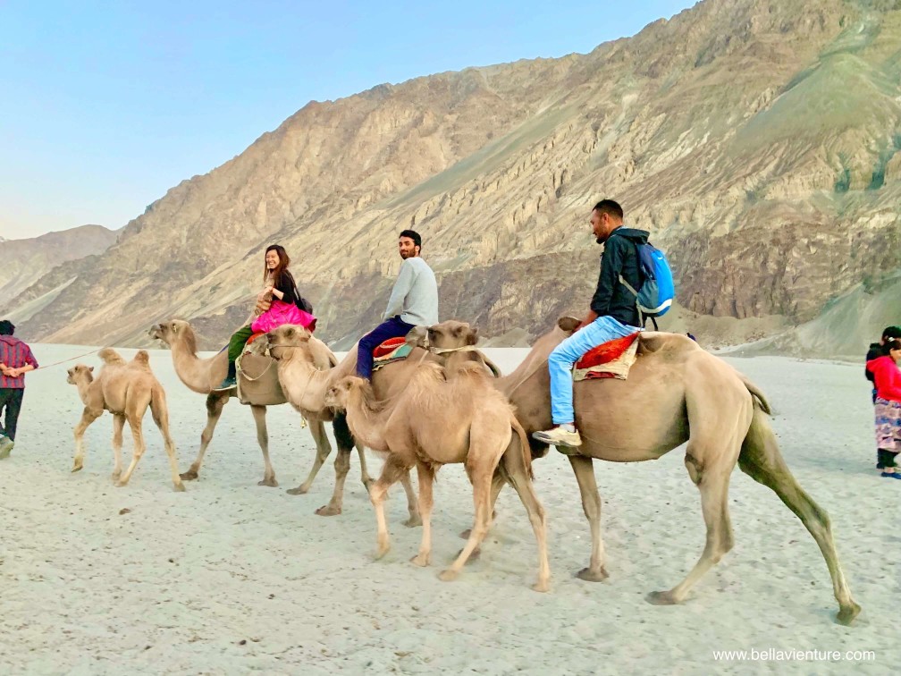 印度 India  北印度North india  喜馬拉雅 Himalayas 拉達克 Ladakh 列城 Leh 努布拉山谷 Nubra Valley Hundar沙丘 駱駝 camel