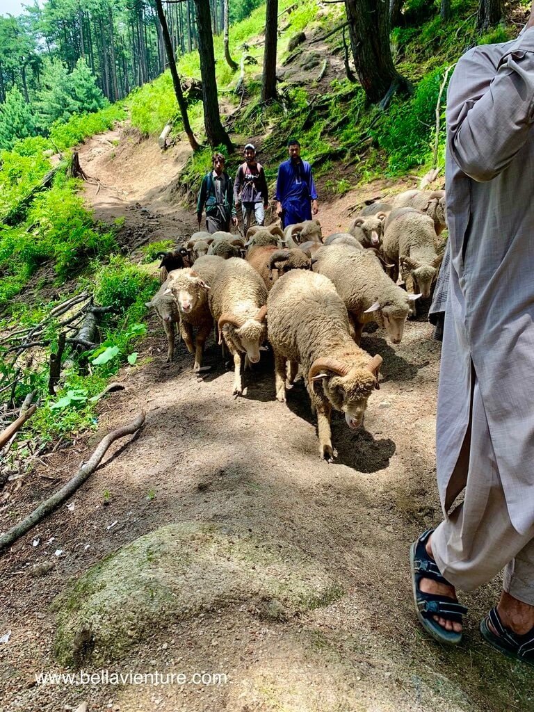 印度 India 喀什米爾 Kashmir 大湖健行 Great lake trekking 怕熱的羊群與牧羊人
