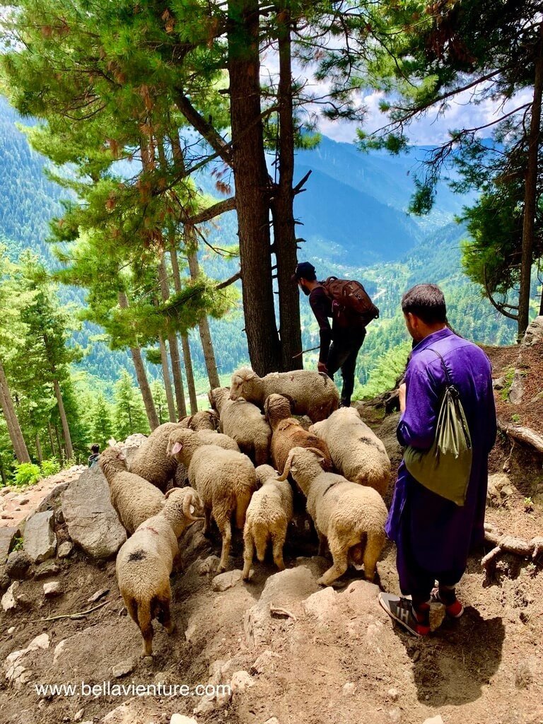 印度 India 喀什米爾 Kashmir 大湖健行 Great lake trekking 不想下山的羊群