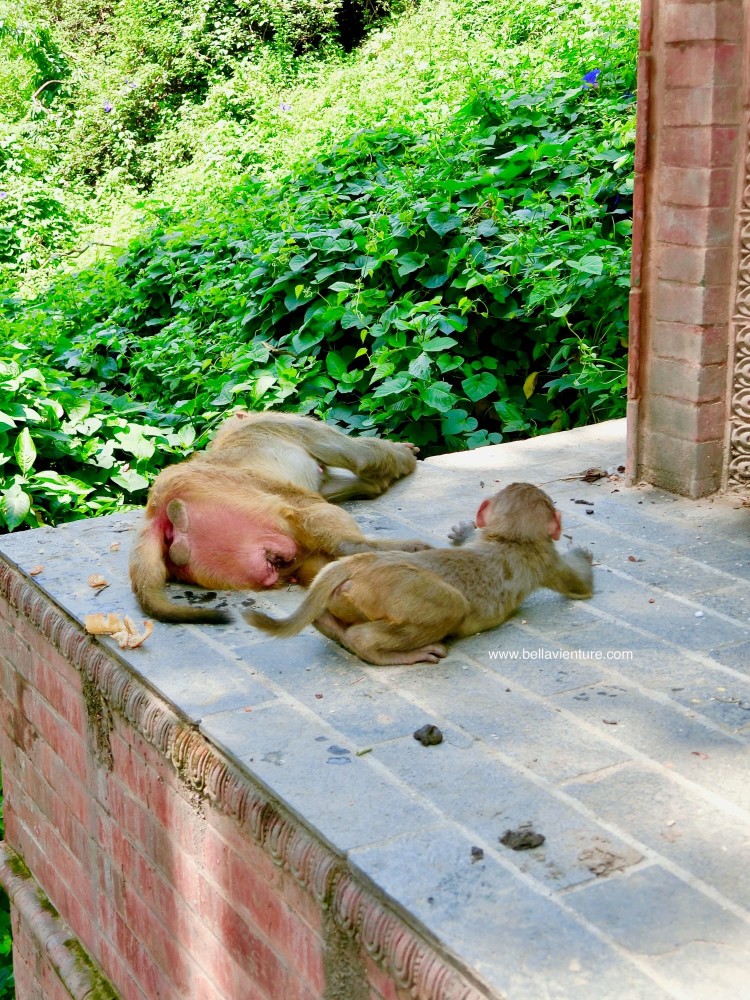 斯瓦揚布納特佛寺Swayambhunath猴廟 monkey temple 猴群