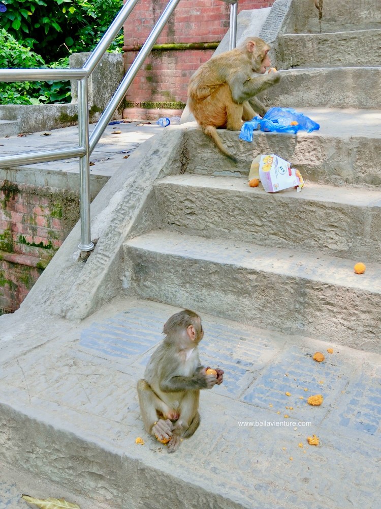 斯瓦揚布納特佛寺Swayambhunath猴廟 monkey temple 猴群
