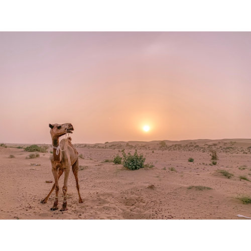 【印度】21天秒決定到印度兩個月！賈莎梅爾(三)Day 25 沙漠與駱駝行.沙漠中的日出.前往印度首都-德里!